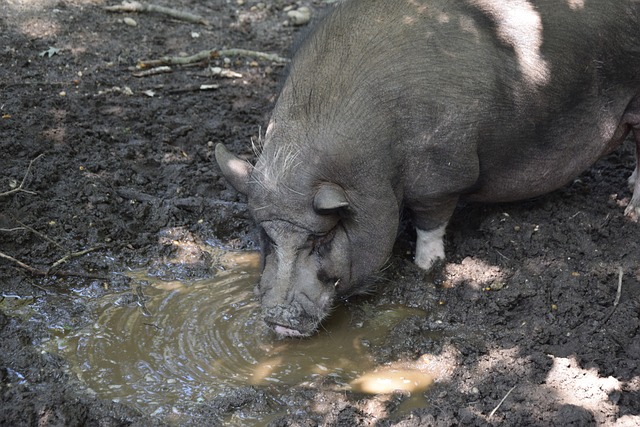 湖人对阵爵 湖人对阵爵